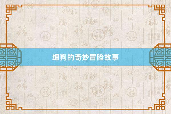 细狗的奇妙冒险故事
